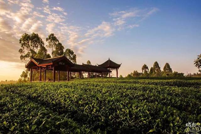 牛碾坪万亩观光茶园