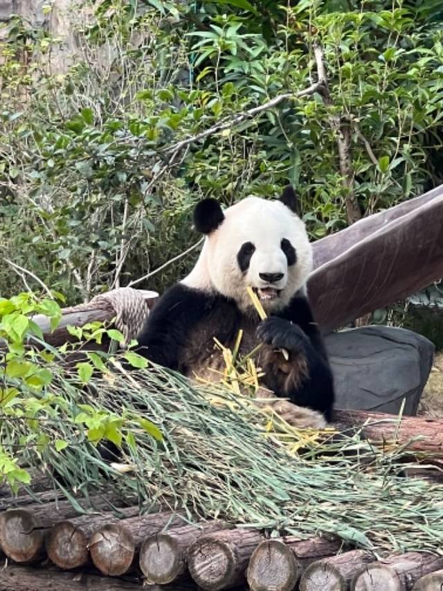 灵玲国际马戏城