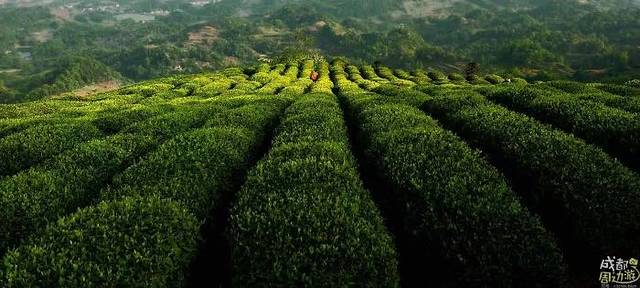 牛碾坪万亩观光茶园