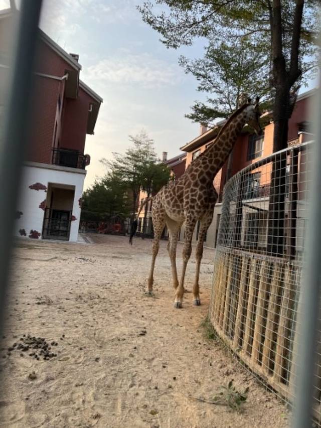 灵玲国际马戏城