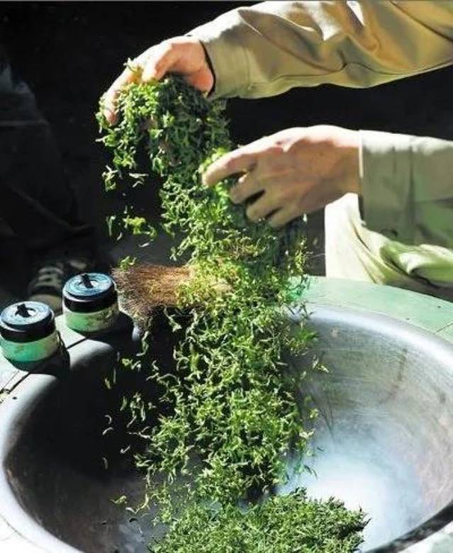 蒙顶山-茶马古城