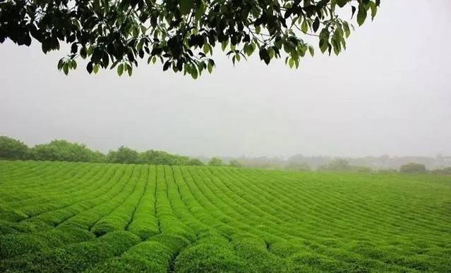 蒙顶山-茶马古城