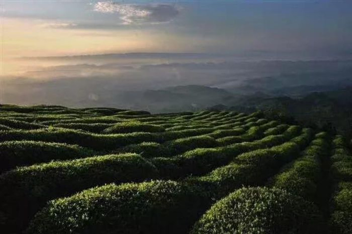"牛碾坪也是雅安名山区最有名的茶园之一，整个茶园可以开车上去，只要不挡路可以停路边拍美照、呼吸新鲜空气_牛碾坪万亩观光茶园"的评论图片