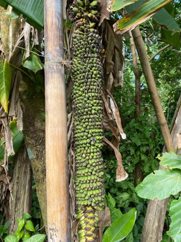 "_兴隆热带植物园"的评论图片