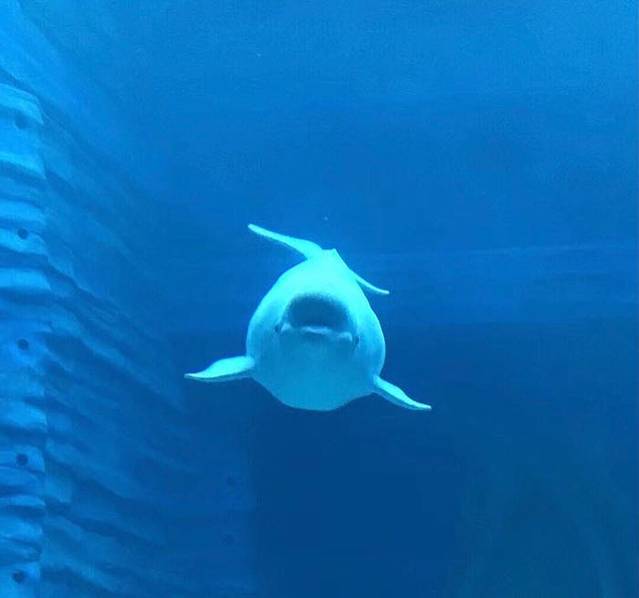 三亚亚特兰蒂斯度假区