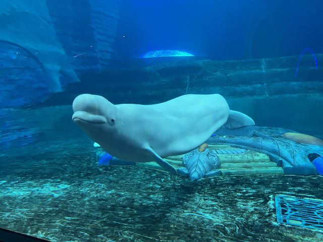 三亚亚特兰蒂斯失落的空间水族馆